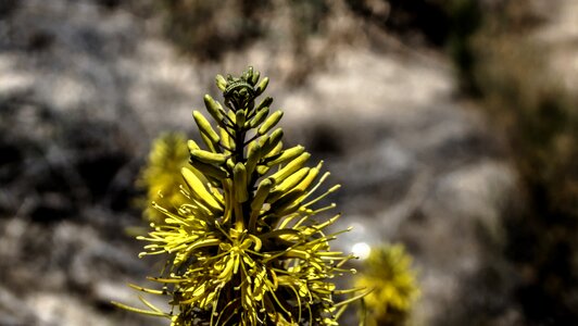 Striped caterpillar foliage scenic