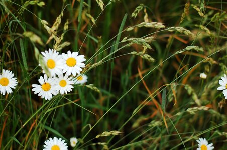 Nature vegetation flower photo