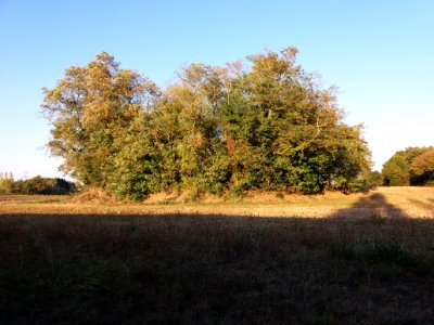 Motte castrale de Saint-André de Corcy - Côté sud-ouest