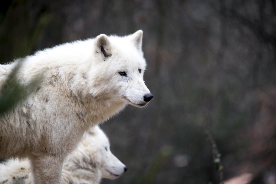 Predator wildlife head