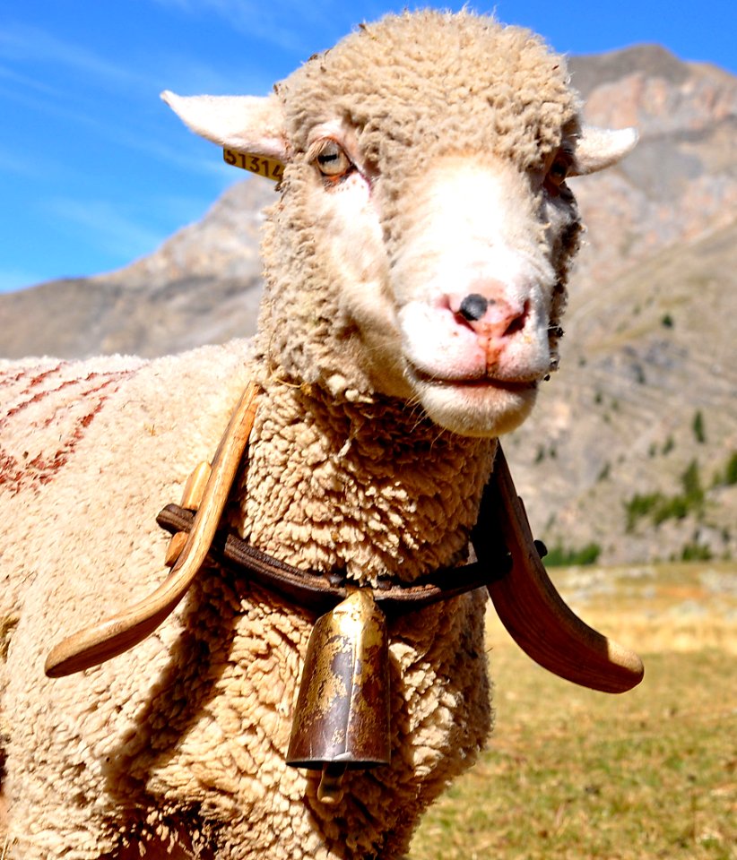Moutons Ubaye 05