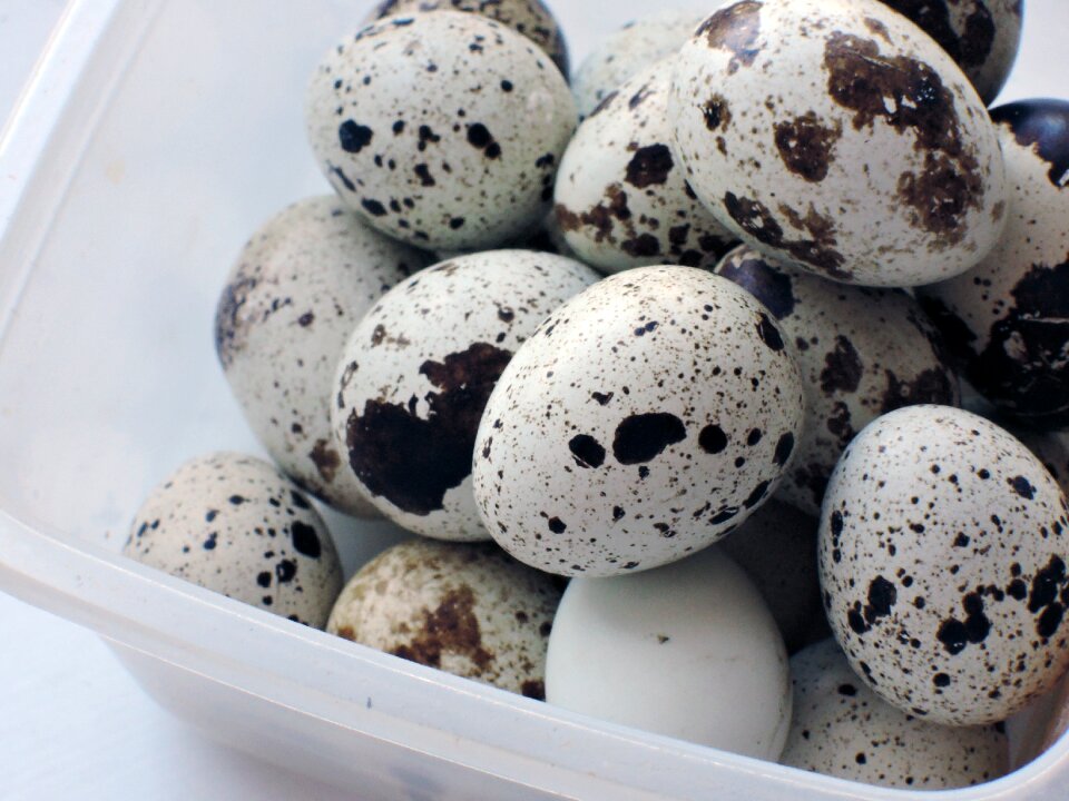 Quail food products