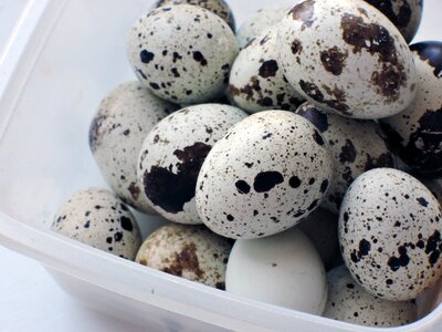 Quail food products