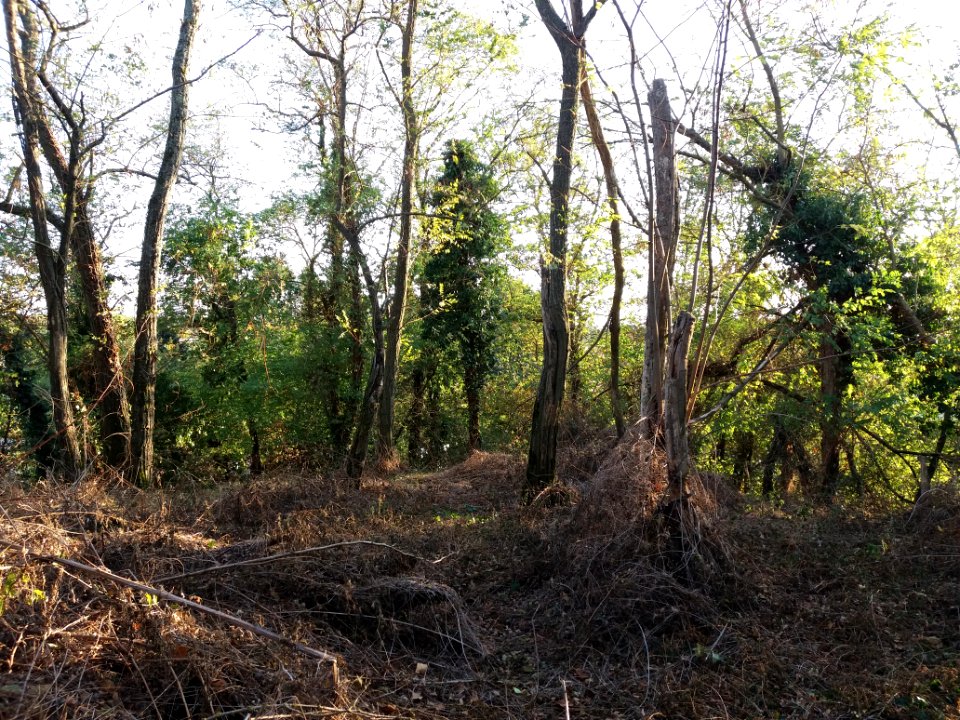 Motte castrale de Saint-André de Corcy - Sommet