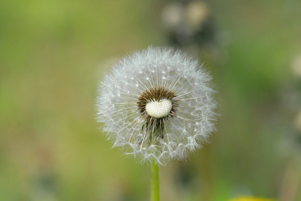 Dandelion seeds Free photos