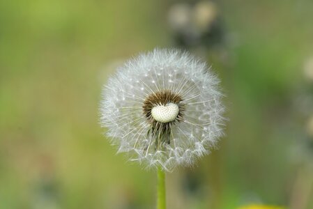 Dandelion seeds Free photos