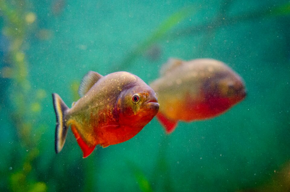 Reflection swimming underwater