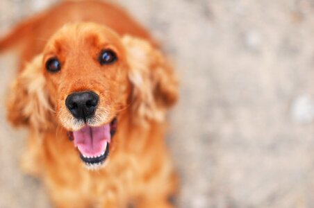 Cocker spaniel english thoroughbred pedigree dogs photo