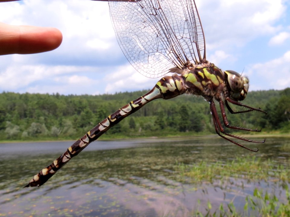 Mottled darner 10107122 aug 17 2015