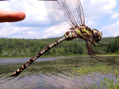 Mottled darner 10107122 aug 17 2015