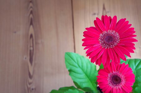 Bloom pink petals photo