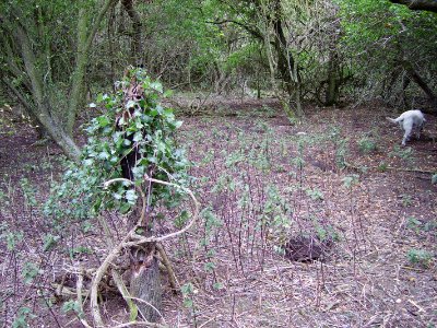 MowsburyHillFort