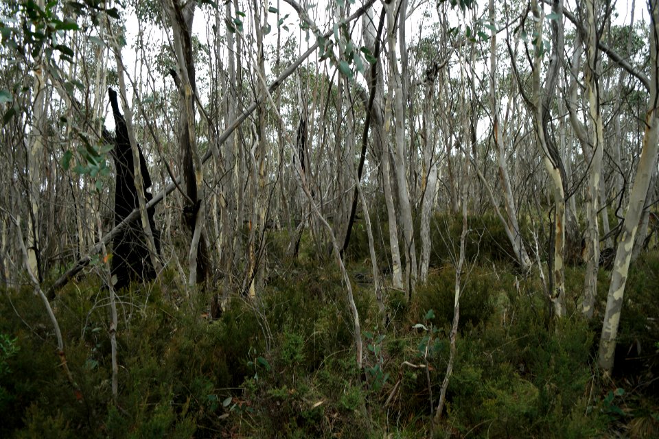 Mount Aggie, Brindabella Range, Namadgi National Park 01