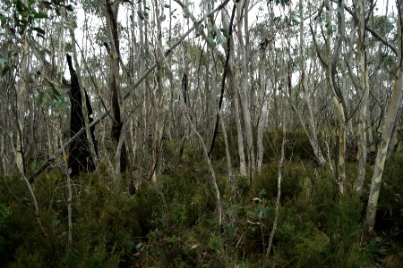 Mount Aggie, Brindabella Range, Namadgi National Park 01