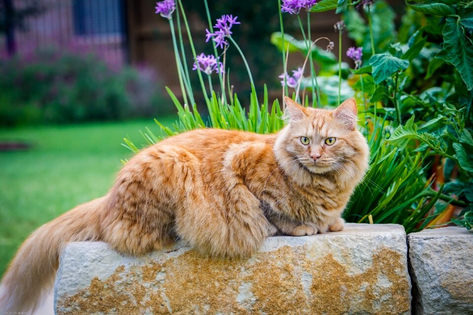 Animal feline adorable