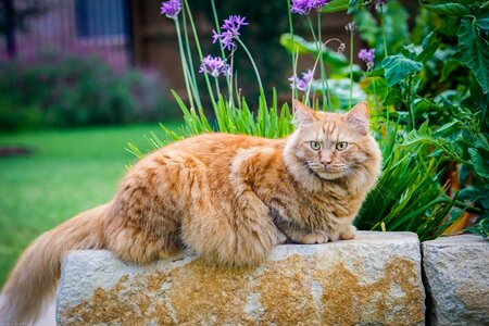Animal feline adorable