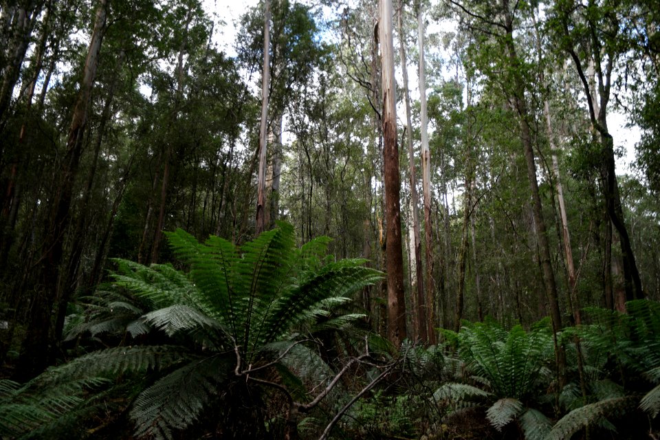 Mount Field National Park, Tasmania 10