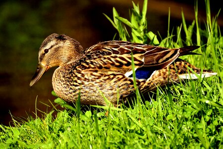 Duck bird animals bird