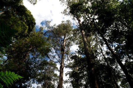 Mount Field National Park, Tasmania 06 photo