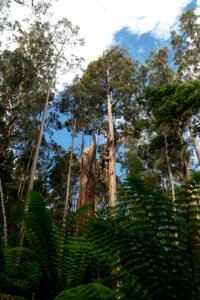 Mount Field National Park, Tasmania 02