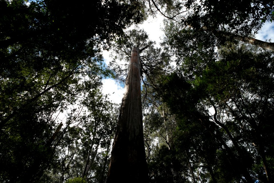 Mount Field National Park, Tasmania 05