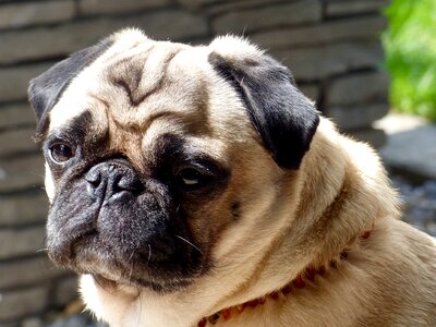 Pug portrait dog