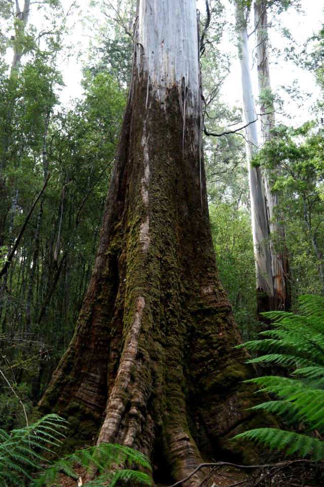 Mount Field National Park, Tasmania 07