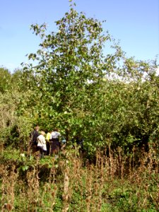 MowsburyServiceTree
