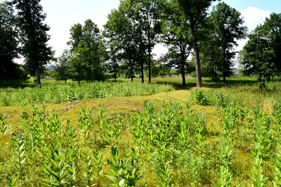 Mound in Lizard Mound County Park