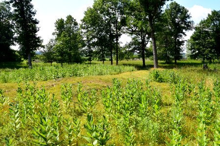 Mound in Lizard Mound County Park