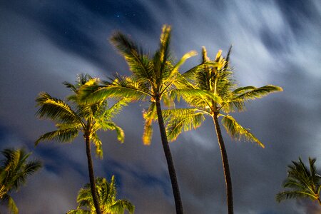 Palm trees sky trees
