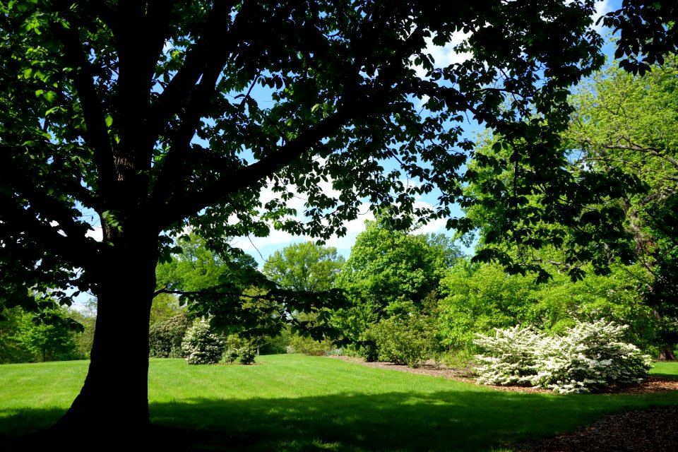 Mount Airy Arboretum - DSC03843