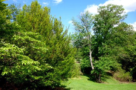 Mount Airy Arboretum - DSC03860