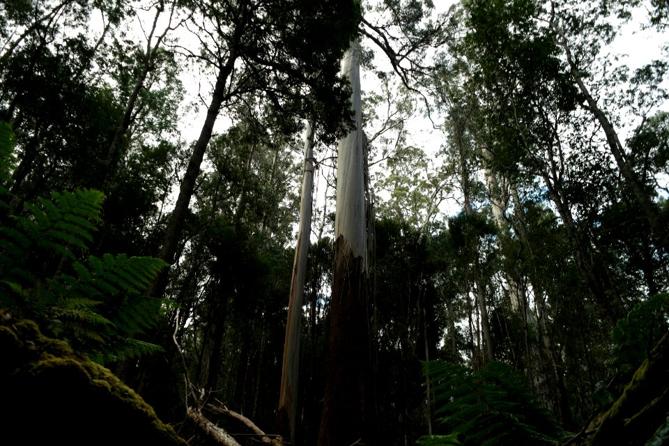 Mount Field National Park, Tasmania 09