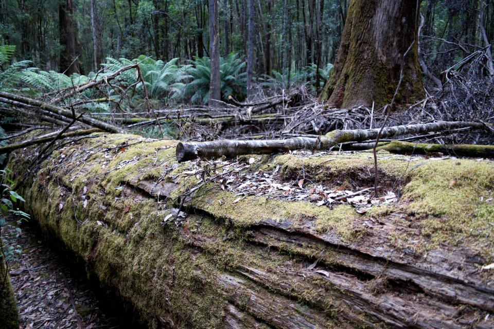 Mount Field National Park, Tasmania 08