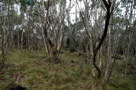 Mount Aggie, Brindabella Range, Namadgi National Park 02