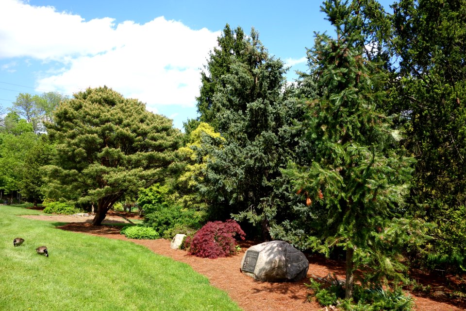 Mount Airy Arboretum - DSC03785