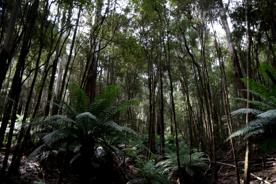 Mount Field National Park, Tasmania 03