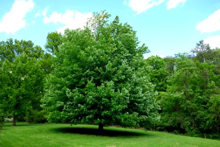 Mount Airy Arboretum - DSC03838