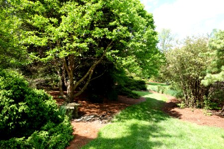 Mount Airy Arboretum - DSC03788