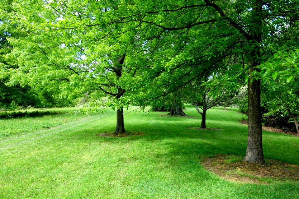Mount Airy Arboretum - DSC03837