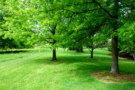 Mount Airy Arboretum - DSC03837