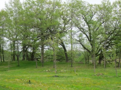 Mound in Halvorson Mound Group