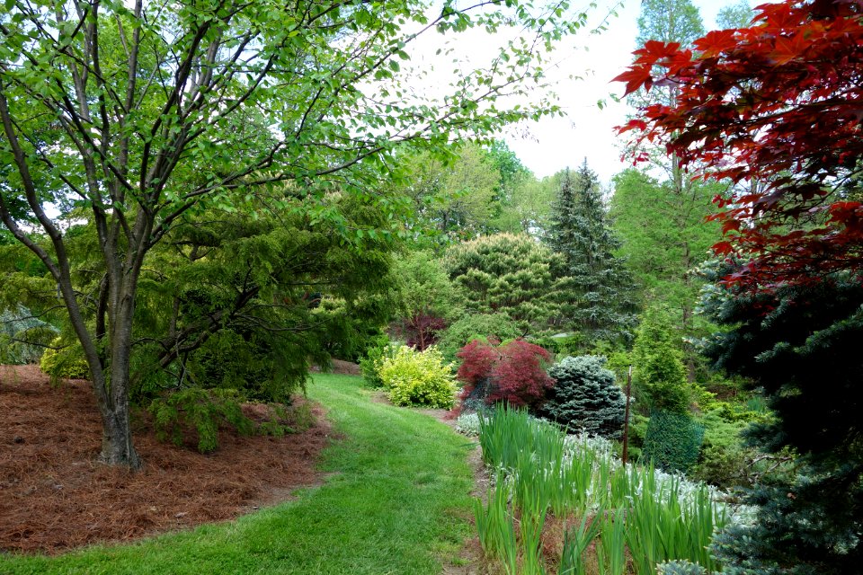 Mount Airy Arboretum - DSC03793