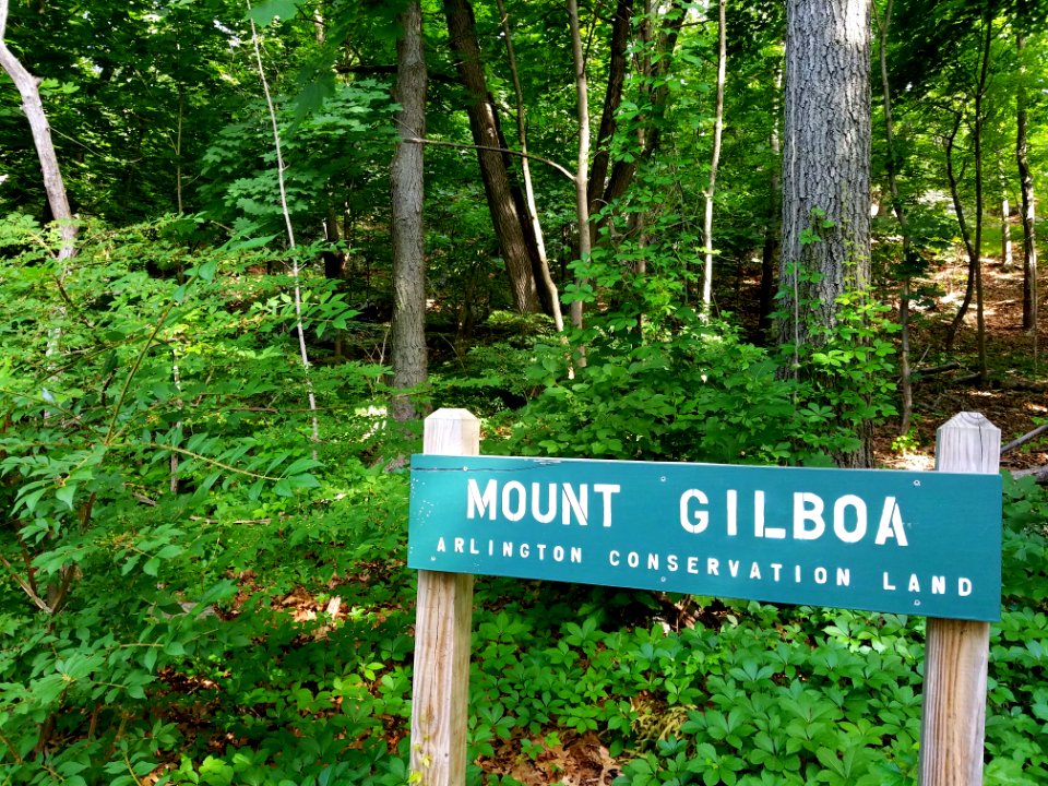 Mount Gilboa - Arlington, MA - 20200618 082413