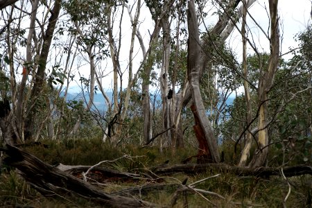 Mount Aggie, Brindabella Range, Namadgi National Park 03