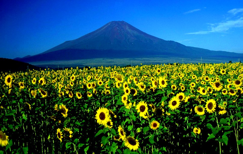 Mount Fuji and Sunflower 1995-7-30