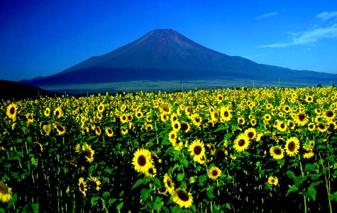 Mount Fuji and Sunflower 1995-7-30 photo