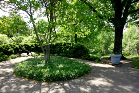 Mount Airy Arboretum - DSC03799