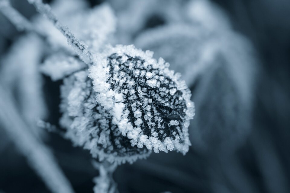 Crystals leaf frost